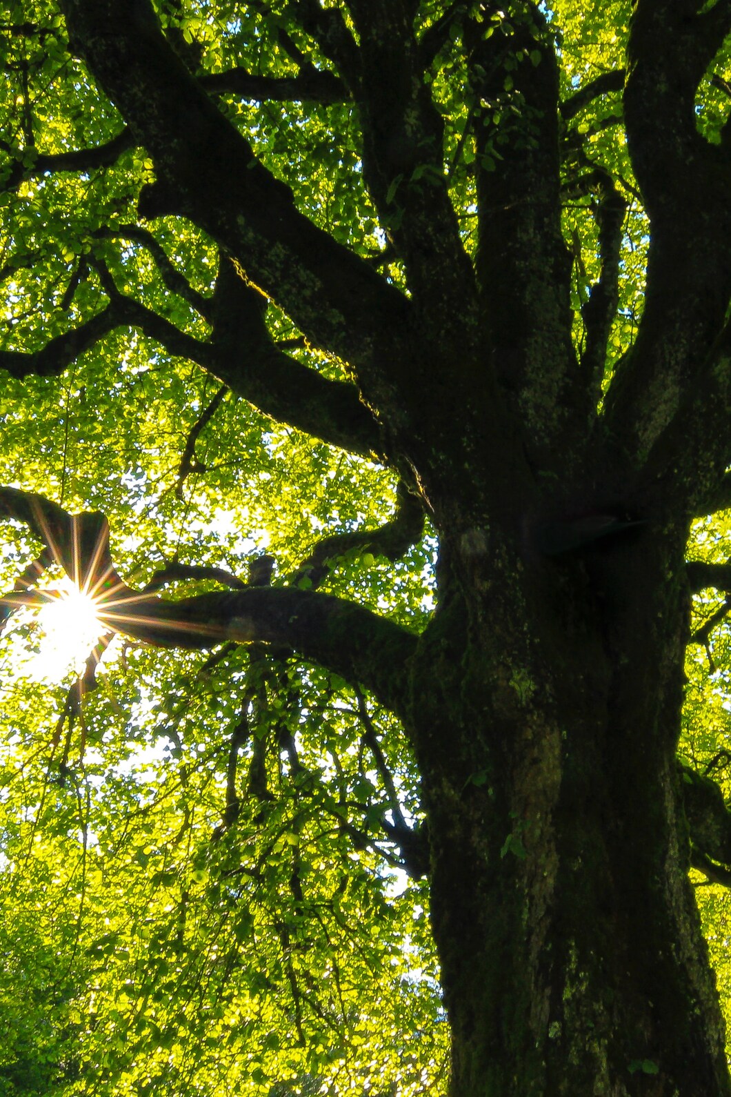 Groene boom