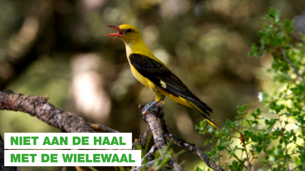 wielewaal