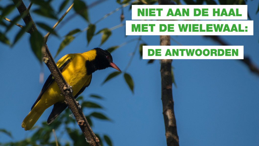 Antwoorden Wielewaal